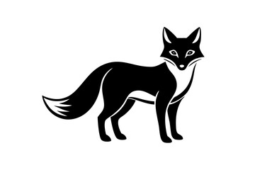 black and white cat