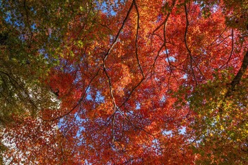 青空バックに見上げるちょうど見頃のカラフルな紅葉の情景