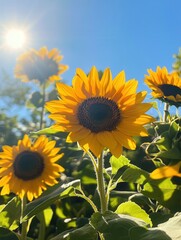 Obraz premium Sunflowers flourish in the sunshine, displaying their cheerful faces toward a bright, clear blue sky. Generative AI