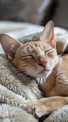 Ginger kitten sleeping peacefully on soft blanket