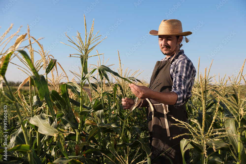 Canvas Prints Farmer harvesting fresh ripe corn in field on sunny day