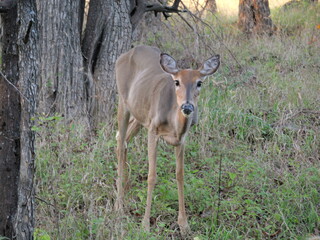 White Tailed Deer Losing Homes in Growing Suburbs