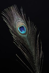 Obraz premium One beautiful peacock feather on black background, closeup
