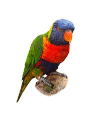 Beautiful rainbow lorikeet on white background. Exotic bird