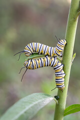 Sharing a snack and future dreams—two Monarch Caterpillars enjoying their milkweed feast