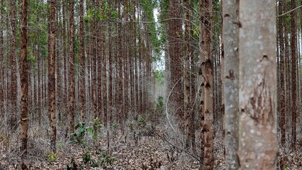 conde, bahia, brazil - september 10, 2024: eucalyptus plantation for cellulose production in the city of Conde.