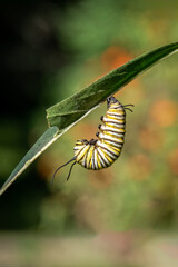 Monarch caterpillar hanging upside down in a J shape.