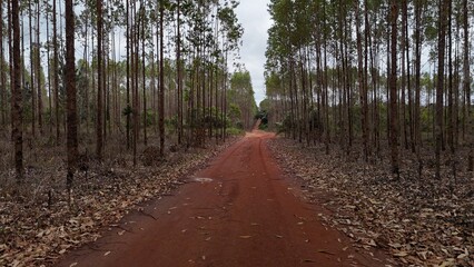 conde, bahia, brazil - september 10, 2024: eucalyptus plantation for cellulose production in the city of Conde.