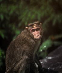 portrait of a macaque