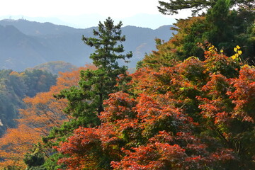 Fototapeta premium 燃える秋