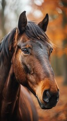 Obraz premium Close-up of brown horse in autumn forest
