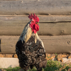 rooster in a village near barn