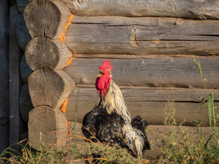 portrait of a rooster near barn
