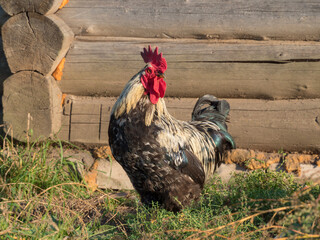 rooster in a village