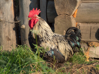 portrait of a rooster in the village