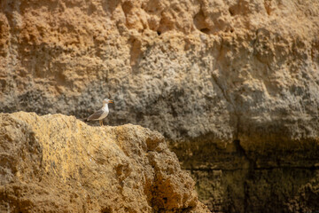 empty beach with seagulls in portugal carvoeiro