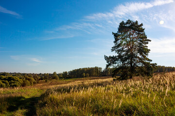 Fototapeta premium Rural pastoral landscape with a lonely pine tree in the middle of a pasture