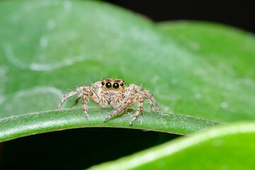 A spider showcases the intricate details of its body, highlighting its eight legs, tiny hairs, and distinctive patterning.