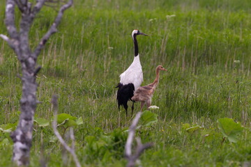 タンチョウ鶴の親子が寄り添って湿原にたたずむ