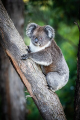 koala on tree trunk