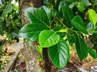 Close up of jack fruit leaves in the garden at Mekong Delta Vietnam. Lush green, leaves, tree, garden concept.