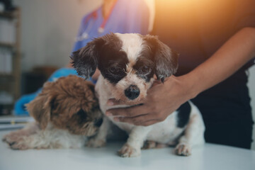 At a modern veterinary clinic, a Panshi Tzu puppy sits on an examination table. Meanwhile, a female veterinarian assesses the health of a healthy dog ​​being examined by a professional veterinarian.