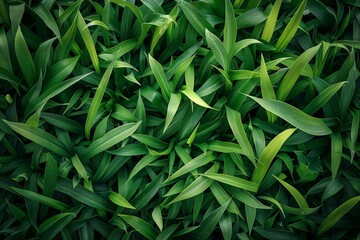Obraz premium Green leaves and grass background.