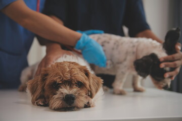 At a modern veterinary clinic, a Panshi Tzu puppy sits on an examination table. Meanwhile, a female veterinarian assesses the health of a healthy dog ​​being examined by a professional veterinarian.