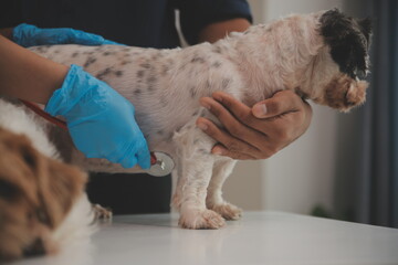 At a modern veterinary clinic, a Panshi Tzu puppy sits on an examination table. Meanwhile, a female veterinarian assesses the health of a healthy dog ​​being examined by a professional veterinarian.