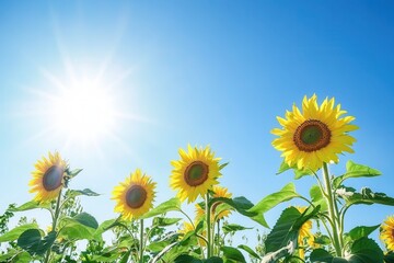 Obraz premium Sunflowers stand tall and cheerful in the sunlight, soaking in the warmth against a backdrop of clear blue skies. Generative AI