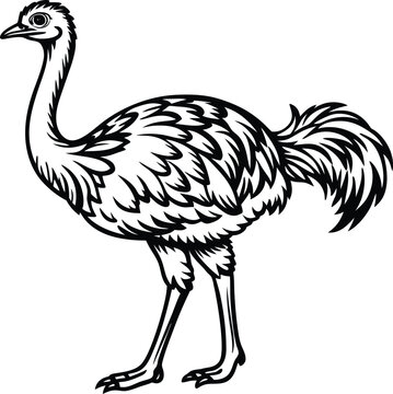 recommend clip art: ostrich logo design icon template in white background