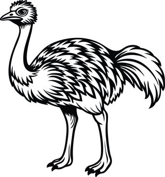 recommend clip art: ostrich logo design icon template in white background