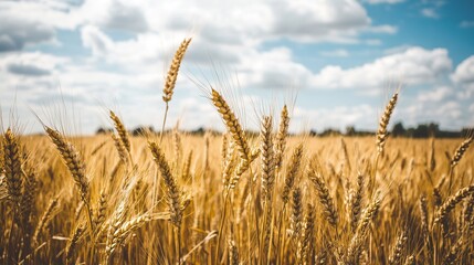 Fototapeta premium The harvesting and storage of agricultural crops is a crucial process that ensures food security and quality preservation. 