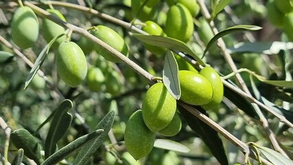 olives olive olive tree leaves ripe and semi ripe olives on the tree in autumn season in greece