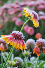 Gaillardia or blanket flower flowers covered with hoarfrost. Frost in Autumn season.