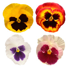 Collection head pansy isolated on white background. Beautiful spring flowers. Flat lay, top view