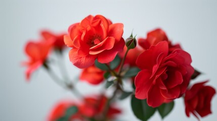 Red Roses in Bloom: A Close-Up View of Delicate Petals