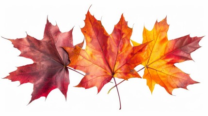 Obraz premium Vibrant Autumn Leaves: A Symphony of Red, Orange, and Yellow