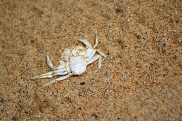crab on the sand