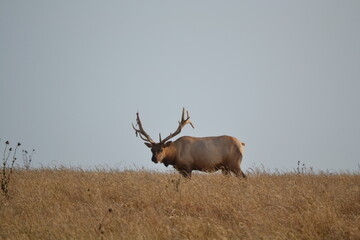 Elk in the wild