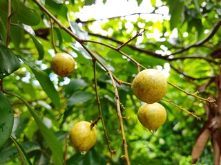  Close up of longan fruit on the tree in the garden, ready to harvest in Mekong Delta Vietnam.