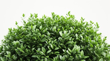 Fototapeta premium Lush Green Foliage: Close-Up of Vibrant Leaves