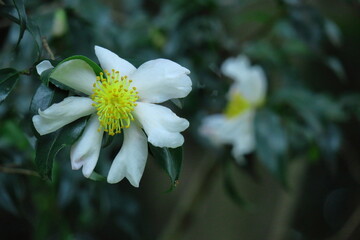 冬の寒空に咲く