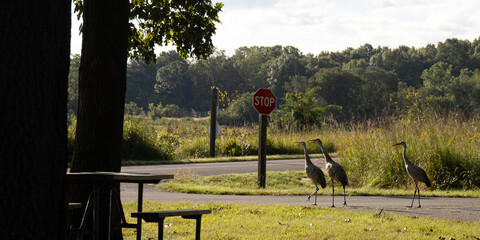 Panorama of three Sandhill Cranes and multicolored wildflowers in autumn at Moraine Hills State Park in McHenry County, Illinois