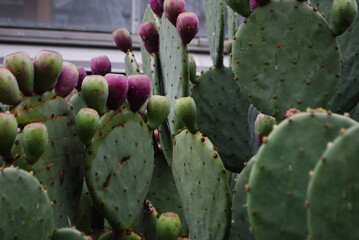 Prickly Pear