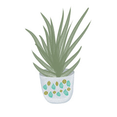 Aloe Vera Plant in Pot