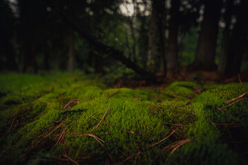 dark deep forest in summer