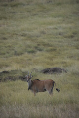 Fototapeta premium Male water buck in the grasslands of East Africa.