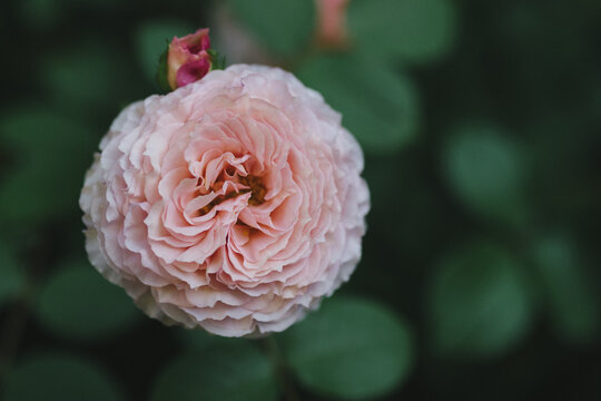 Closeup of pink English rose "James Galway" by David Austin Roses in the garden