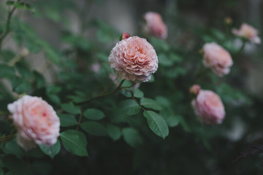 Pink english roses "James Galway" by David Austin Roses in the garden